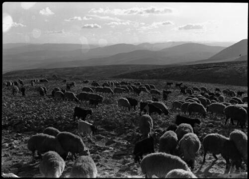 [Sheep and goats grazing in an open expanse] [picture] / [Frank Hurley]
