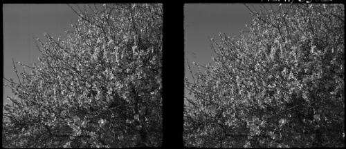 Almond blossoms Palestine, January time [close view of blossoming almond trees] [picture] / [Frank Hurley]