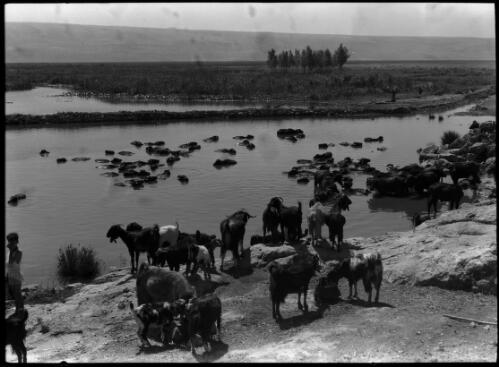 Lake Huleh. N. Palestine [shepherd and boy tending cattle and goats] [picture] / [Frank Hurley]