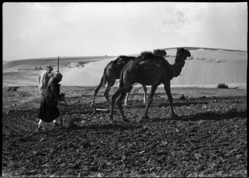 Ploughing, southern Palestine [picture] / [Frank Hurley]
