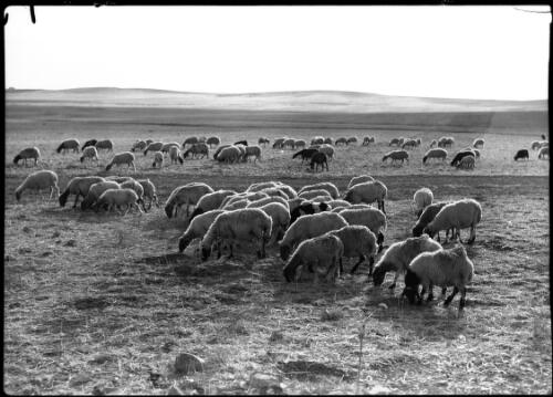 Sheep sheep [picture] / [Frank Hurley]