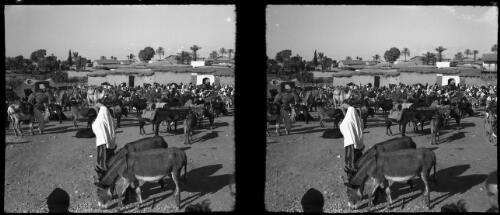 Scenes during market day in Esdud Palestine [with two donkeys and a woman in Arab dress] [picture] / [Frank Hurley]