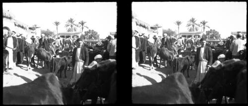 Scenes during market day in Esdud Palestine [with cattle] [picture] / [Frank Hurley]