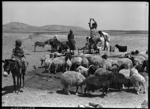 Watering sheep from well N. Palestine [picture] / [Frank Hurley]