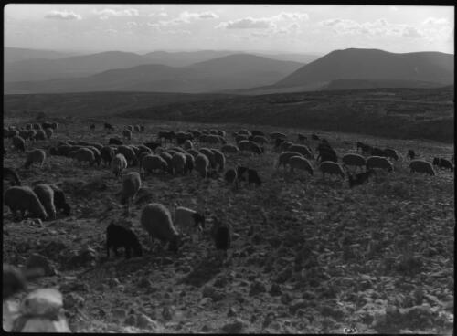 Sheep grazing on heights above Galilee [picture] / [Frank Hurley]
