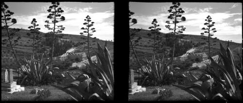 Aloes growing outside St Stephens Gate Jerusalem [picture] / [Frank Hurley]