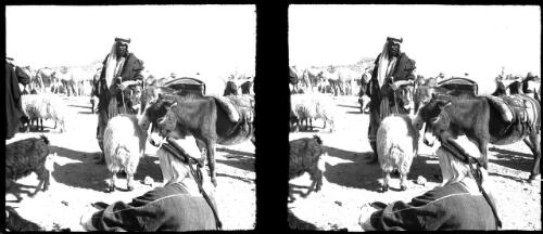 Market scene Bethlehem [with donkeys, sheep or goats and camels] [picture] / [Frank Hurley]
