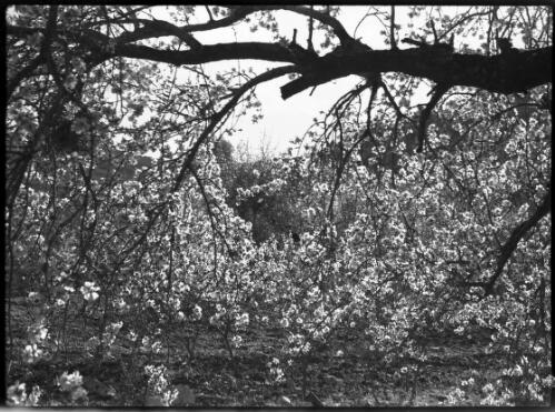 [Olive tree] [picture] / [Frank Hurley]