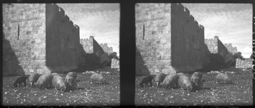 Sheep grazing outside the Wall near St Stephen's Gate, Jerusalem [ca. 1940-1945] [picture] / [Frank Hurley]