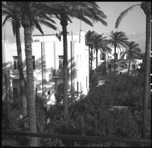 Few Jerusalem snaps [palm trees, building, ca. 1940-1945] [picture] / [Frank Hurley]