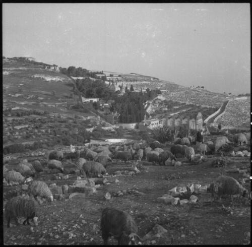 Few Jerusalem snaps [goats grazing, Mount of Olives in background] [picture] / [Frank Hurley]