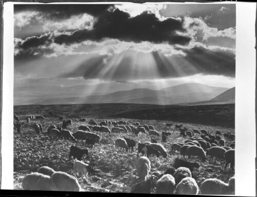 [East of Bethlehem, a sheep-rearing district] [picture] / [Frank Hurley]