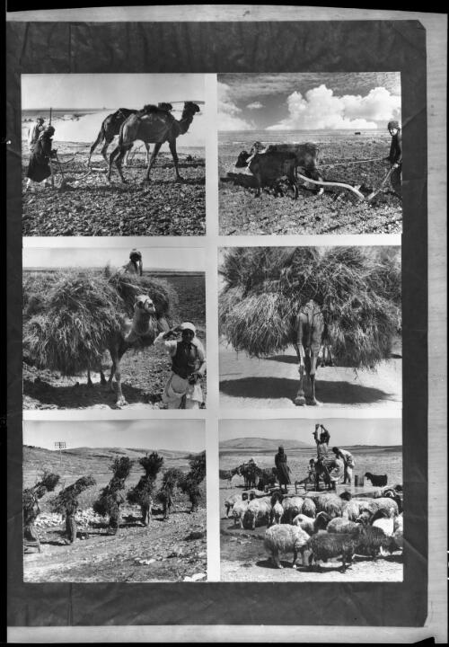 [Ploughing in southern Palestine] [picture] / [Frank Hurley]