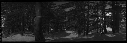 [Trees, Cedars of Lebanon, 1941] [picture] : [Middle East, World War II] / [Frank Hurley]