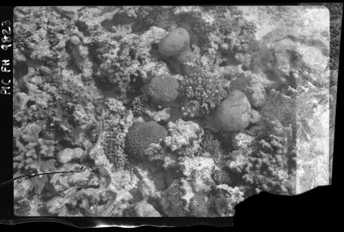 [Coral, Great Barrier Reef, 2] [picture] / [Frank Hurley]