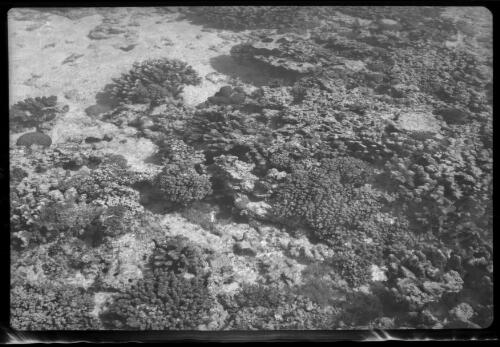 [Coral, Great Barrier Reef, 3] [picture] / [Frank Hurley]