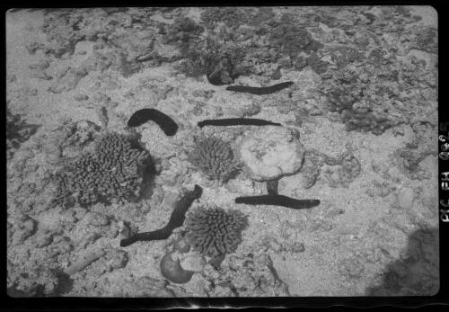 [Coral, Great Barrier Reef, 4] [picture] / [Frank Hurley]