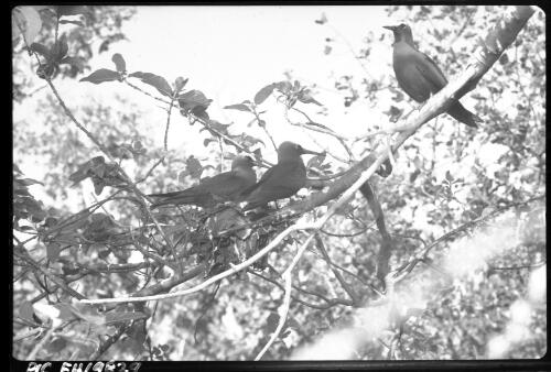 [Birds sitting on a tree branch] [picture] / [Frank Hurley]