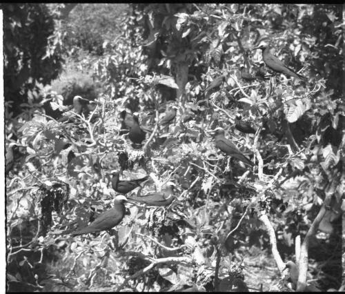 [Birds nesting in tree, 1] [picture] / [Frank Hurley]