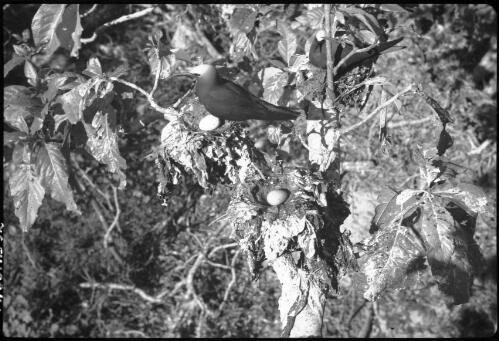 [Birds nesting in tree, 3] [picture] / [Frank Hurley]