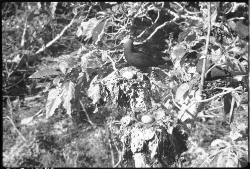 [Birds nesting in tree, 4] [picture] / [Frank Hurley]