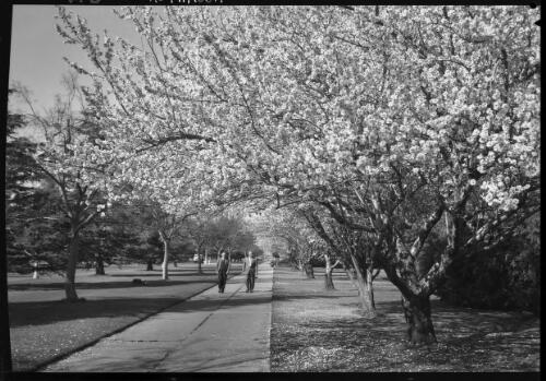 [Spring in Canberra] [picture] / [Frank Hurley]