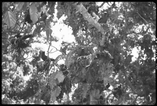 [Birds nesting in tree, 8] [picture] / [Frank Hurley]