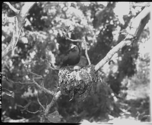 [Birds nesting in tree, 10] [picture] / [Frank Hurley]