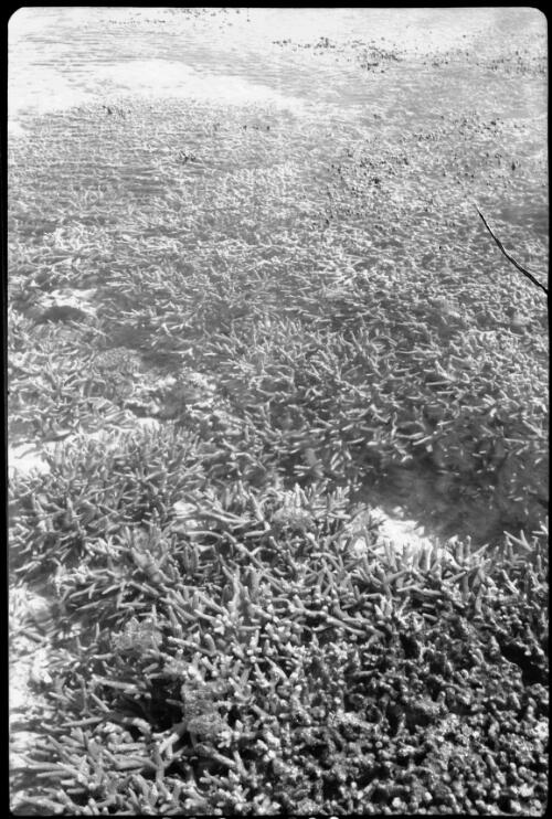 [Coral, Great Barrier Reef, 8] [picture] / [Frank Hurley]