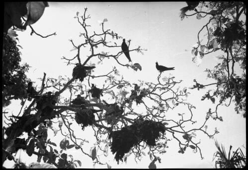 [Birds nesting in tree, 13] [picture] / [Frank Hurley]
