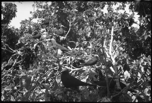[Birds nesting in tree, 14] [picture] / [Frank Hurley]