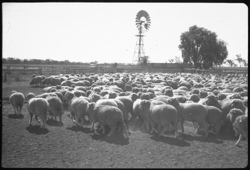 [Sheep in paddock with windmill and tree in background, 1] [picture] / [Frank Hurley]