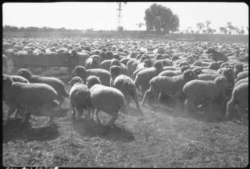 [Sheep in paddock with windmill and tree in background, 2] [picture] / [Frank Hurley]