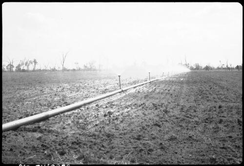[Irrigation pipes watering paddock] [picture] / [Frank Hurley]
