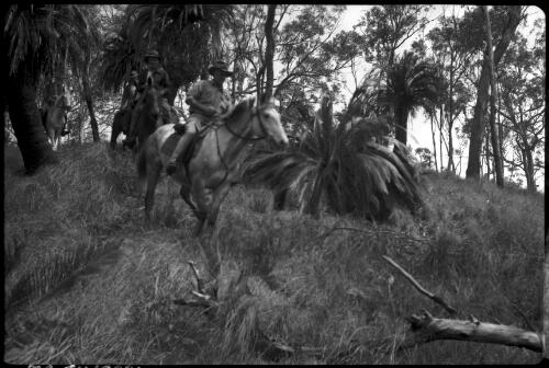[Unidentified men on horseback riding through tropical rain forest, 1] [picture] / [Frank Hurley]