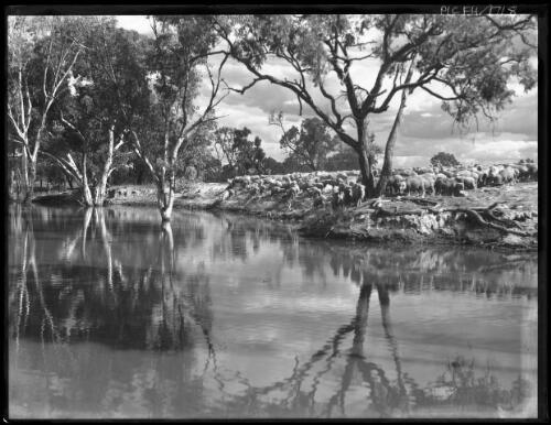 [Flock of sheep on a river bank under eucalypt trees] [picture] : [Australia] / [Frank Hurley]