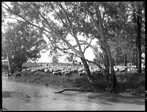 Sheep on creek, Berida [picture] : [Gilgandra, New South Wales] / [Frank Hurley]