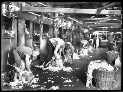 In shearing shed Berida, shearing time, Gilgandra, New South Wales, ca. 1936 [picture] / Frank Hurley