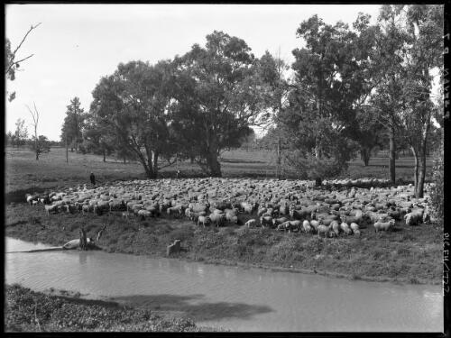 Sheep on Horseshoe Creek, Berida [with two figures] [picture] : [Gilgandra, New South Wales] / [Frank Hurley]