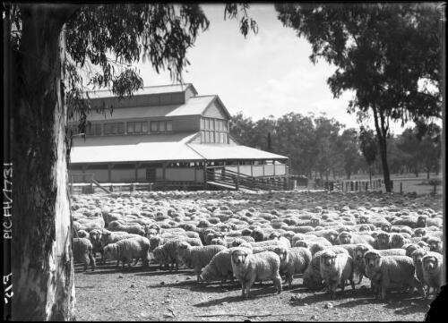 Sheep outside sheds, shearing time Quirindi, New South Wales, 1 [picture] / Frank Hurley