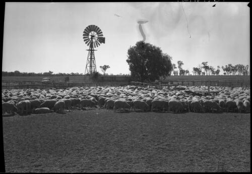 [Sheep in yard with windmill and tree] [picture] : [Australia] / [Frank Hurley]