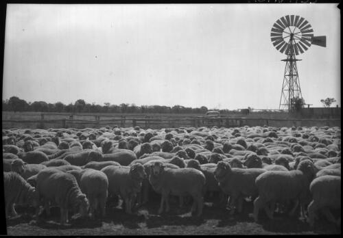 [Sheep in yard with windmill on right] [picture] : [Australia] / [Frank Hurley]