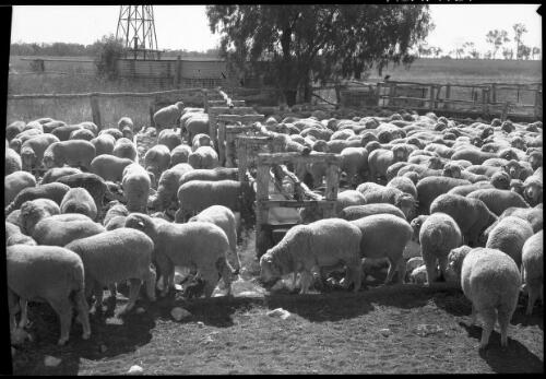[Sheep in yard with troughs] [picture] : [Australia] / [Frank Hurley]