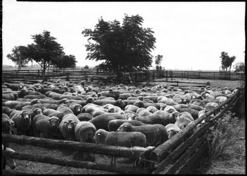 [Sheep in yard viewed from the corner of the fence] [picture] : [Australia] / [Frank Hurley]