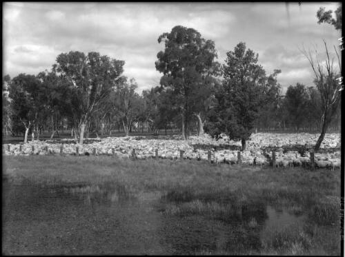 [Big mob of sheep in a paddock] [picture] / [Frank Hurley]