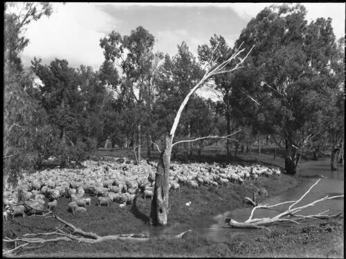 Sheep on creek Berida [picture] : [Gilgandra, New South Wales] / [Frank Hurley]