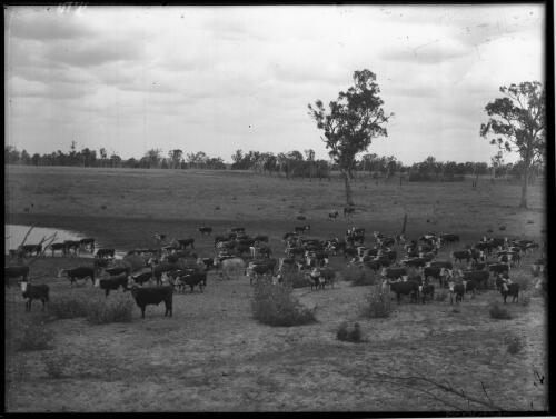 [Cattle in a paddock] [picture] / [Frank Hurley]