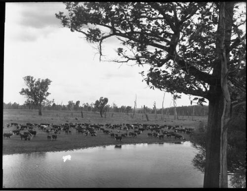 [Cattle in a paddock with dead trees and framed by a tree] [picture] / [Frank Hurley]