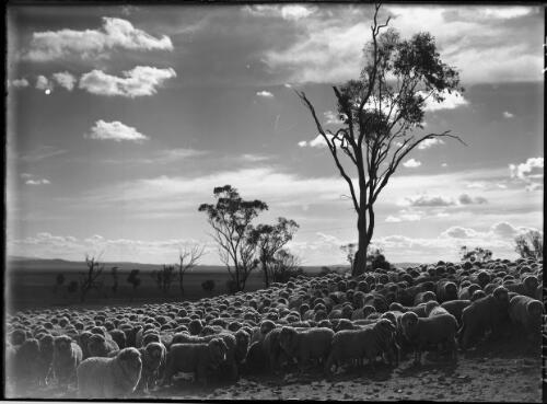Mob of merino sheep at Windy Station, Quirindi, New South Wales, 1 [picture] / Frank Hurley