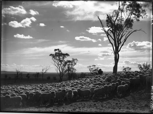 Study, sheep for Hope & glory picture, Windy Station Quirindi [2] [picture] : [Quirindi, New South Wales] / [Frank Hurley]